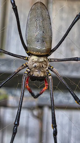 Canlı yeşil otlaklar yemyeşil bir yağmur ormanına karşı kurulmuş Tully, Queensland, Avustralya 'da çarpıcı bir manzara yaratır..