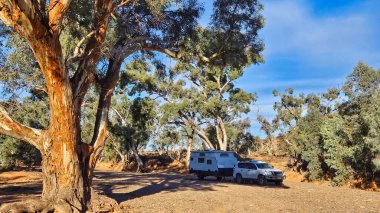 Leigh Creek Güney Avustralya 'da ücretsiz kamp. Dere yatağında, sakız ağaçlarıyla.
