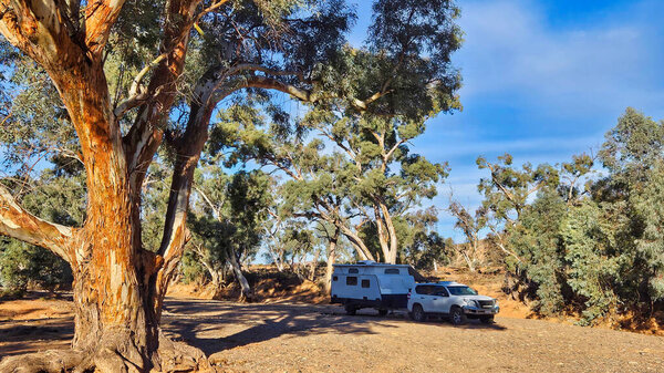 Free camping at leigh Creek South Australia in the creek bed with large gum trees