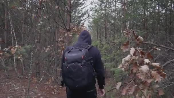 Guy Backpack Makes His Way Thickets Autumn Forest — Stockvideo