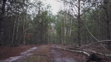 A winding forest road on the side of which there are fallen young trees. Shooting from a low angle to a point above the head