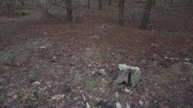 Three overgrown rotten stumps in a young coniferous forest