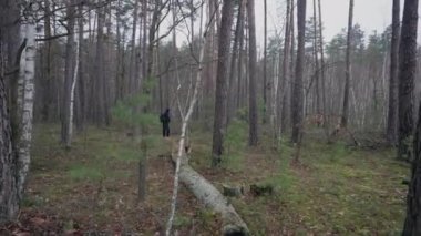 A fallen tree in a young forest in the background a man with a backpack