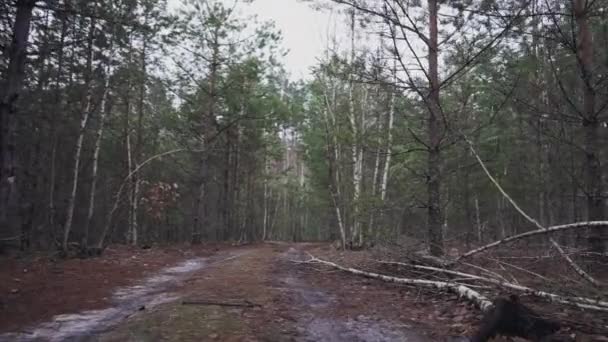 Winding Forest Road Side Which Fallen Young Trees Shooting Low — Vídeo de Stock