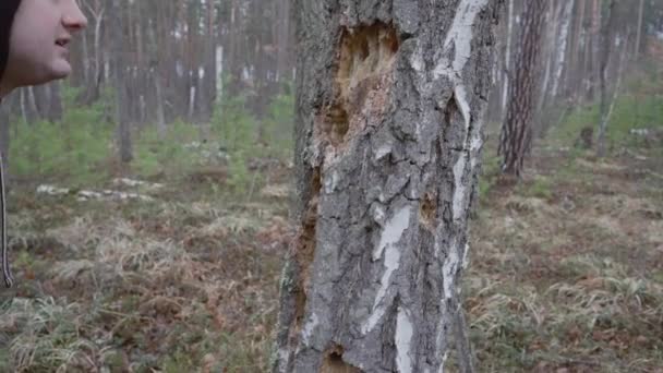 Young Man Walking Forest Stopped Examine Holes Trunk Tree Left — Stockvideo