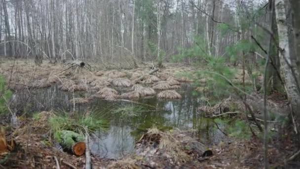 Panoramic View Forest Swamp Fallen Trees Stagnant Water Withered Grass — Stockvideo
