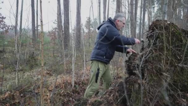 Man Knife Examines Roots Fallen Tree Wetland Forest — Stockvideo