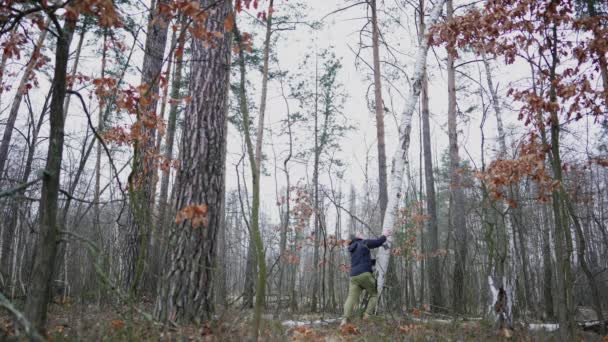 Man Autumn Forest Breaks Rotten Tree Swinging Its Trunk — Stockvideo