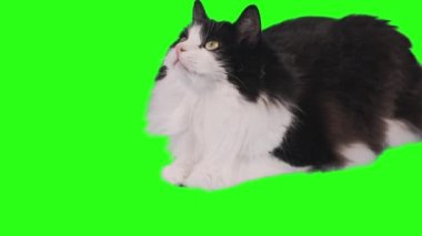 Black and white cat lies on a green background and looks up