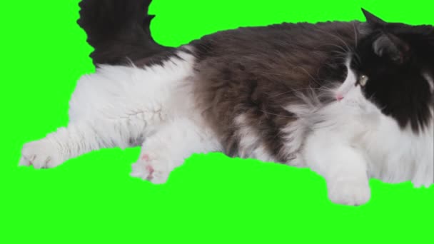 Siyah Beyaz Bir Kedi Yeşil Bir Ekranın Arka Planında Yatıyor — Stok video