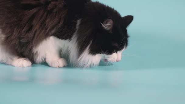 Large Black White Cat Eats Piece Jamon Blue Floor — Wideo stockowe