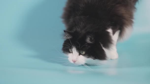 Domowy Kot Przykucnął Aby Obserwować Cel Przed Nim Leżąc Niebieskim — Wideo stockowe