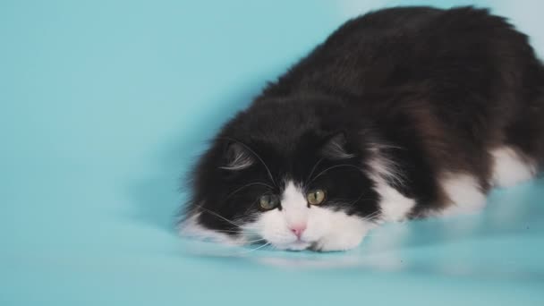Kabarık Tüylü Siyah Beyaz Bir Kedi Yerde Yatar Kameranın Dışındaki — Stok video