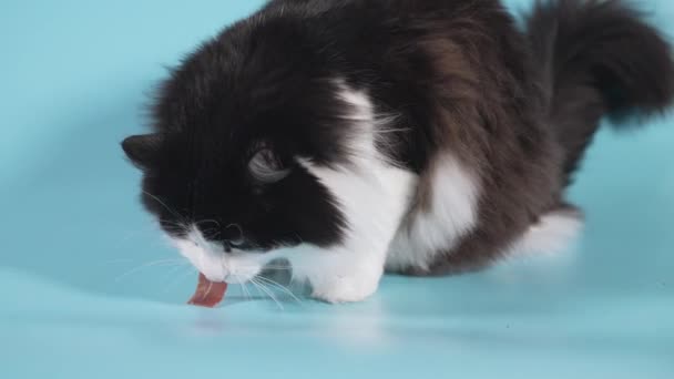Cat Norwegian Forest Breed Eats Piece Meat Blue Background — Stockvideo