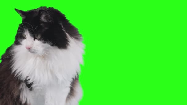 Black White Cat Sits Background Green Screen Looks Side Side — Stock Video