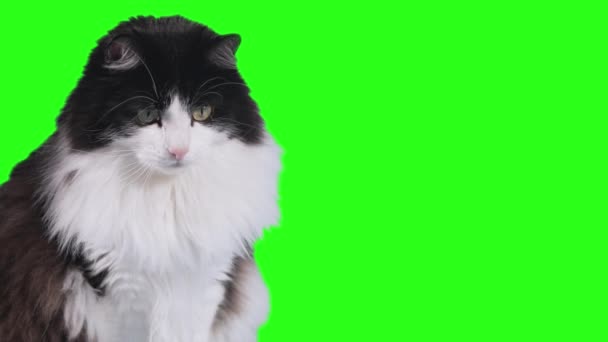 黒と白のふわふわの猫が緑の画面に座って何かを見下ろしています — ストック動画