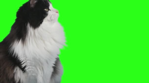 Černá Bílá Kočka Opatrně Snaží Vzít Kus Jamonu Rukou Člověka — Stock video
