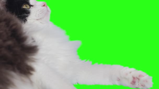 Puszysty Czarno Biały Kot Wąchający Jedzenie Odmawiający Przyjęcia Zielone Tło — Wideo stockowe