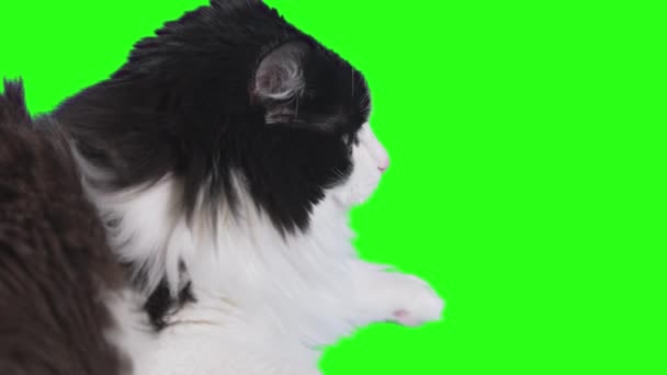 Close Black White Cat Lying Green Background Looking Camera — Videoclip de stoc