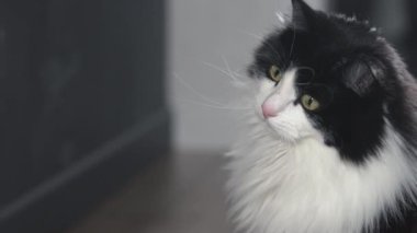 Büyük bıyıklı siyah-beyaz bir kedi, ilgi çekici bir şey izliyor, evde olmak.