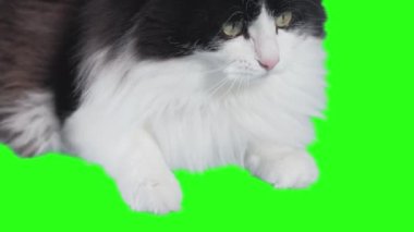 A black and white cat lies on a green background and looks forward with interest