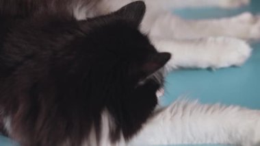Kedi mavi bir zeminde uzanıyor ve etrafa bakıyor.