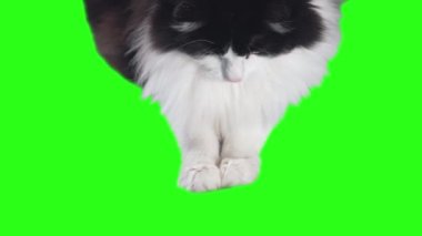 Black and white, fluffy cat, catches something under a green background with its paws
