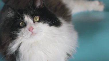 Black and white domestic cat looks around and listens while lying on a blue floor