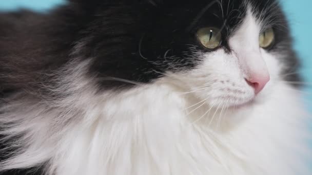 Close Head Domestic Cat Looks Camera Yellow Eyes — Stock Video