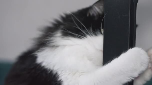 Fluffy Black White Kitten Plays Silicone Strap Hanging Table — Stock Video