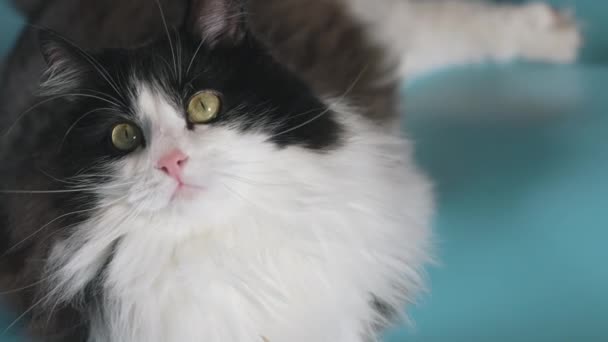 Czarno Biały Kot Domowy Rozgląda Się Słucha Leżąc Niebieskiej Podłodze — Wideo stockowe