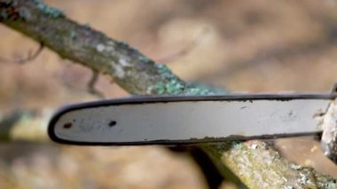 The process of sawing a fresh pine branch into pieces using a chainsaw