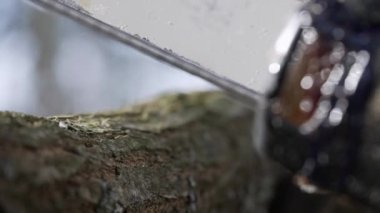 Close-up of the working part of the chainsaw at the time of its start-up and sawing the tree lying on the rack