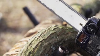 Sawing a tree branch with an electric chainsaw on a trestle