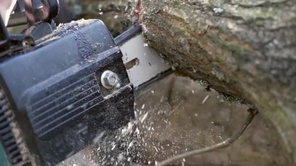 Cutting Tree Lying Sawmill Frame Two Parts Using Chainsaw — Videoclip de stoc