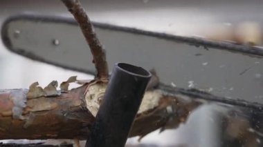 A chainsaw cuts a pine branch on a trestle for sawing wood with sawdust flying below