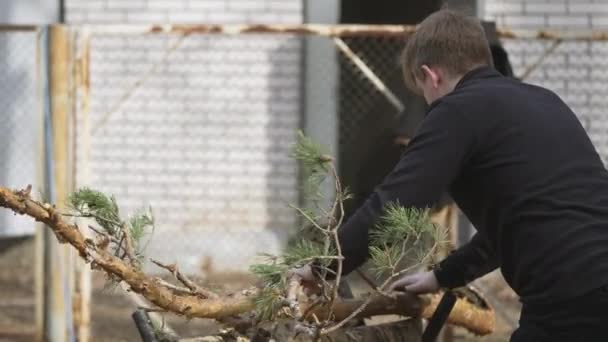 Fair Haired Guy Lays Branch Fallen Tree Trestle Sawing Tree — 图库视频影像