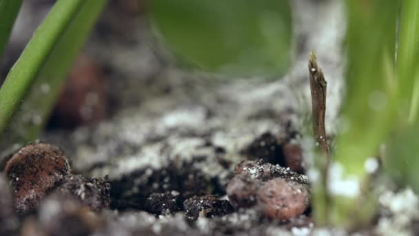 Flytta Fokus Från Jorden Till Rotsystemet Och Blad Spathiphyllum Krukväxt — Stockvideo
