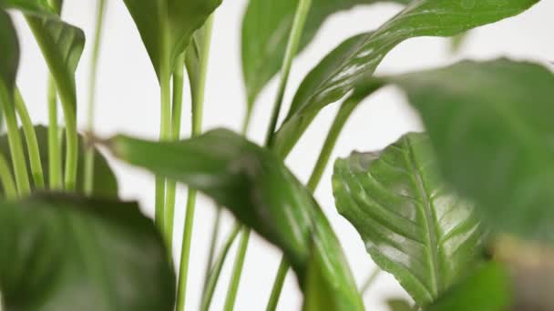 Spathiphyllum Leaves Move Randomly Strong Wind — Stock Video