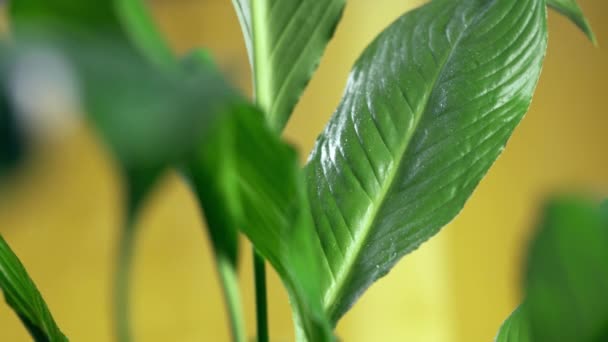 Rozstřikování Vody Zelené Listy Domácího Spathiphyllum Žlutém Pozadí — Stock video