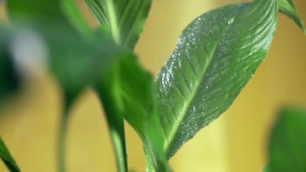 Des Gouttes Humidité Coulent Des Feuilles Spathiphyllum Domestique — Video