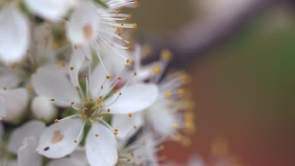 Flori Cireșe Înflorite Care Leagănă Vânt — Videoclip de stoc