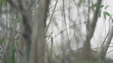 Kamuflajlı bir adam çalıların arasında saklanıyor. Arkalarında ne olduğunu görmeye çalışıyor..