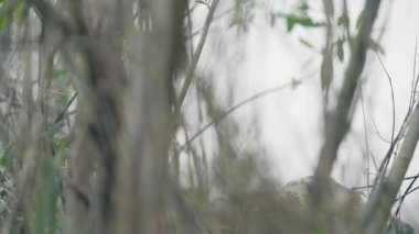 Çalılıklarda saklanan bir adam etrafa bakmak için başını kaldırır..