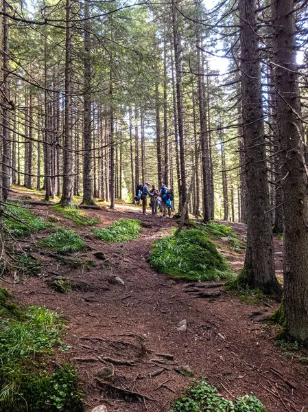 Three tourists are discussing the route, standing in the middle of the forest with a smartphone in their hands.