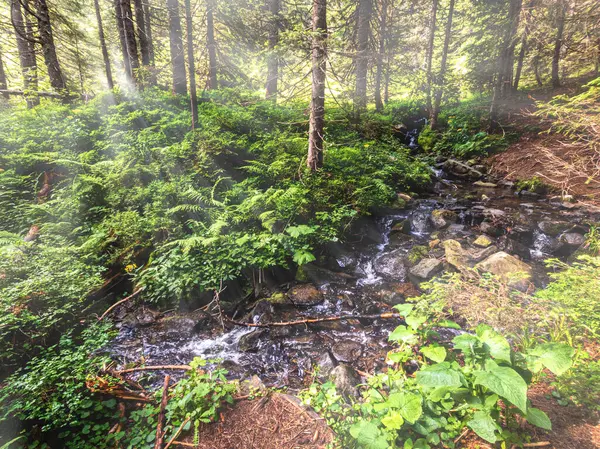 Sun Rays Visible Trees Bank Mountain Forest Stream Stock Image