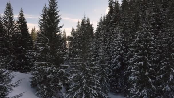 冬天的一天 从一座房子的阳台上俯瞰着一片雪地 松林的全景 — 图库视频影像