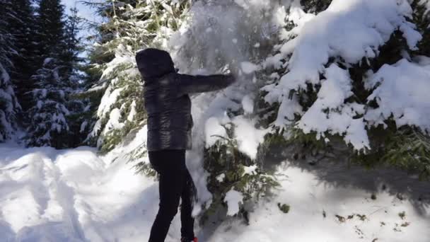 Dziewczyna Trzęsie Śniegiem Gałęzi Świerka Zimowym Lesie Iglastym — Wideo stockowe