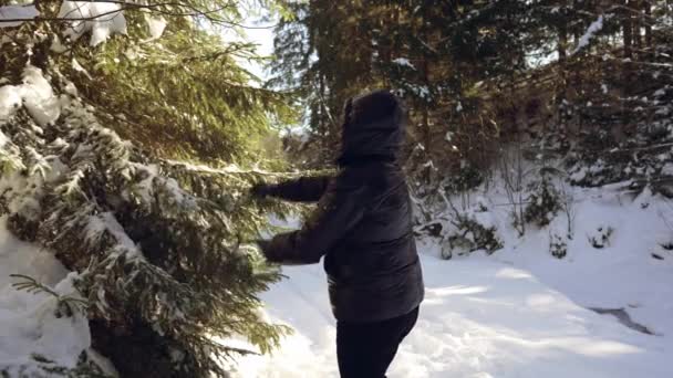 Sníh Částice Padají Ženu Větví Které Třese Zimním Lese Slunečného — Stock video