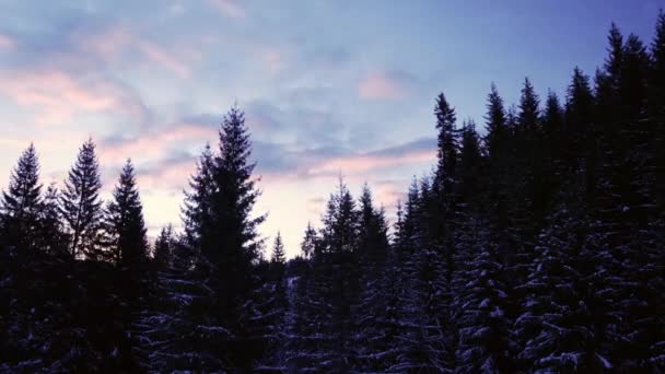 Gökyüzünde Bulutların Aktığı Kozalaklı Bir Kış Ormanı Üzerinde Şafak Sökerken — Stok video